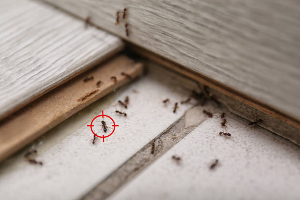 Pest Prevention Services in Signal Mountain, TN